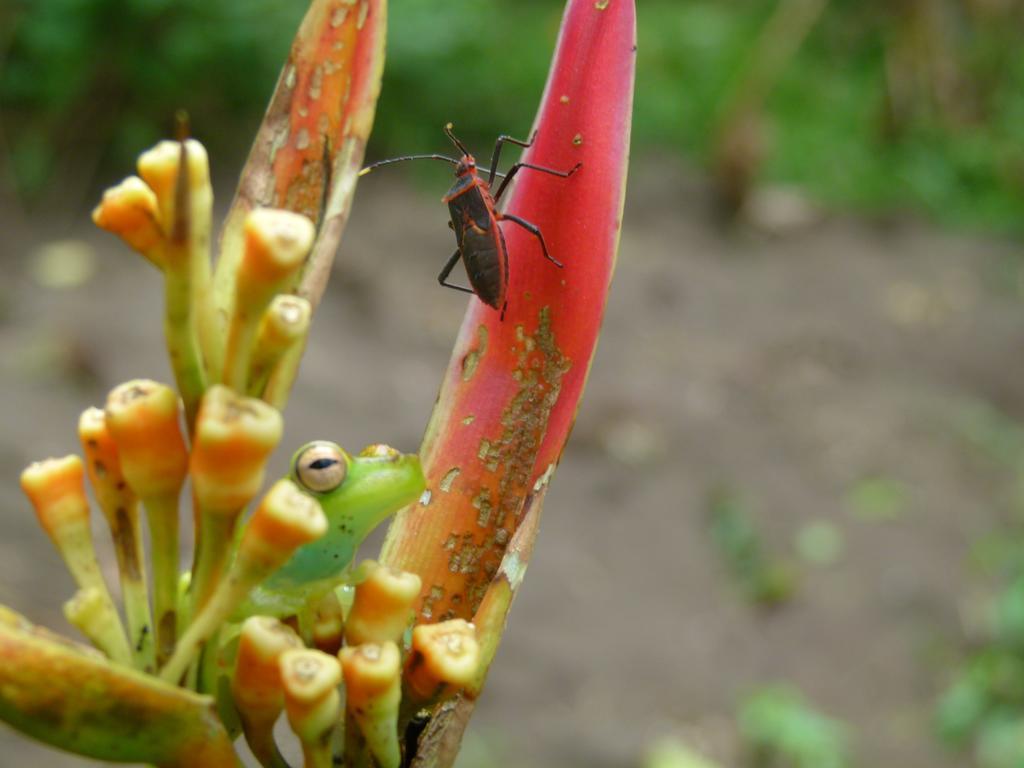 Aracari Garden Hostel Tortuguero Esterno foto